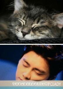 吃瓜猫娱乐,揭秘娱乐圈幕后故事，带你领略明星真实生活