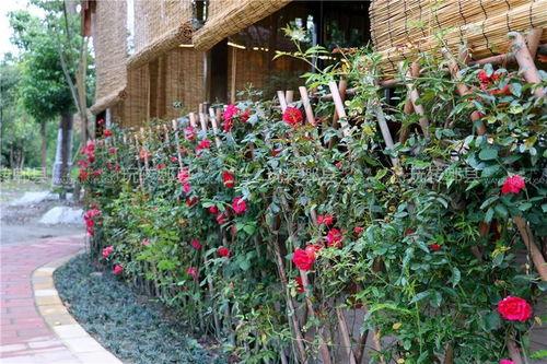 娱乐吃瓜酱花园,揭秘娱乐圈幕后故事